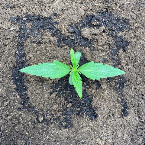 Milky Way growlog timeline photo