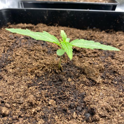 Milky Way growlog timeline photo