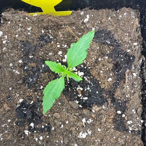 Milky Way growlog timeline photo