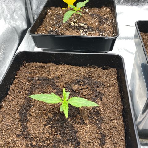 Milky Way growlog timeline photo