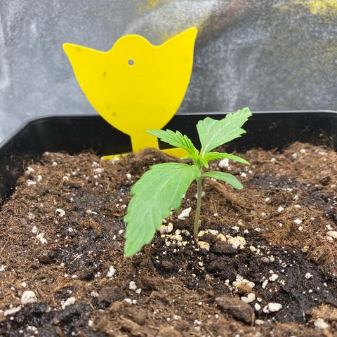 Milky Way growlog timeline photo
