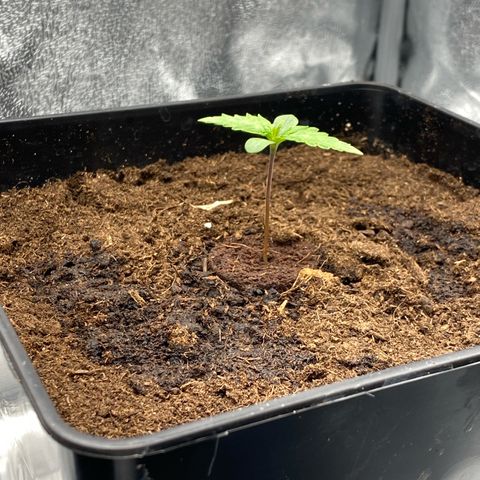 Royal Gorilla Automatic  growlog timeline photo