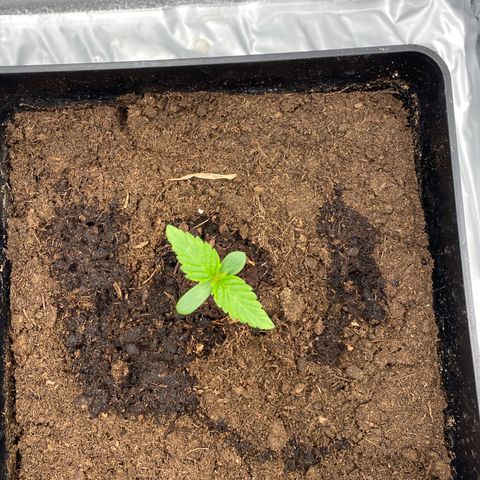 Royal Gorilla Automatic  growlog timeline photo