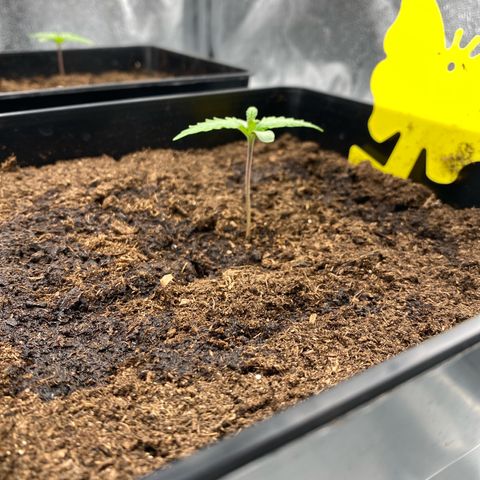 Royal Gorilla Automatic  growlog timeline photo