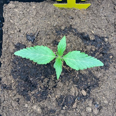Royal Gorilla Automatic  growlog timeline photo