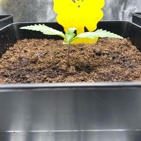 Royal Gorilla Automatic  growlog timeline photo