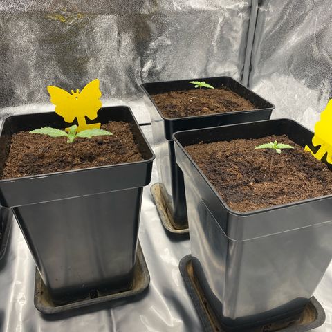 Royal Gorilla Automatic  growlog timeline photo