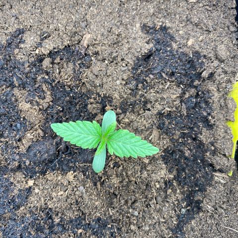 Royal Gorilla Automatic  growlog timeline photo