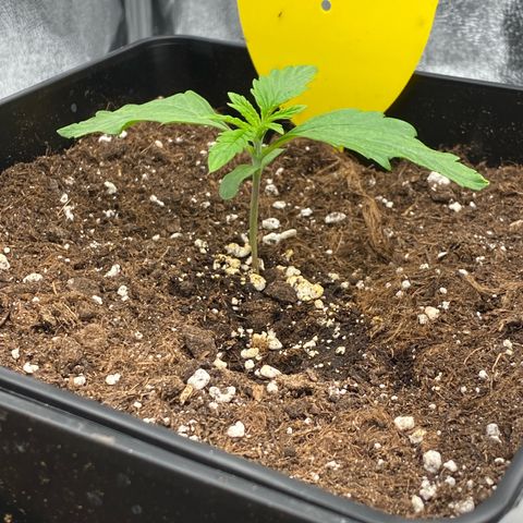 Milky Way growlog timeline photo