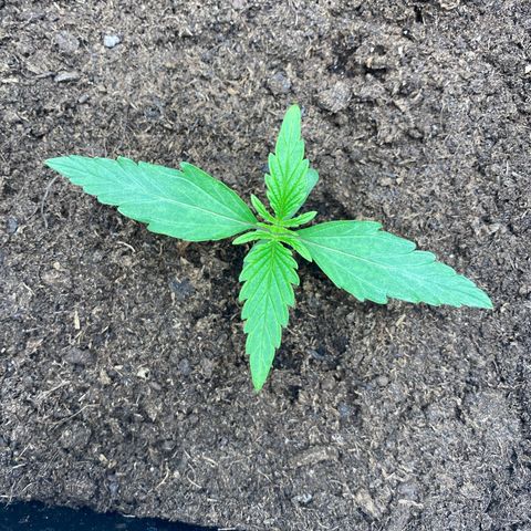 Milky Way growlog timeline photo