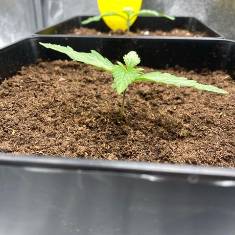 Milky Way growlog timeline photo