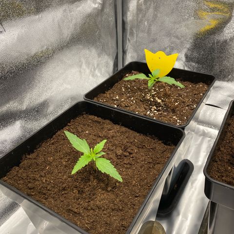Milky Way growlog timeline photo