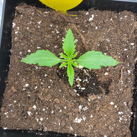 Milky Way growlog timeline photo