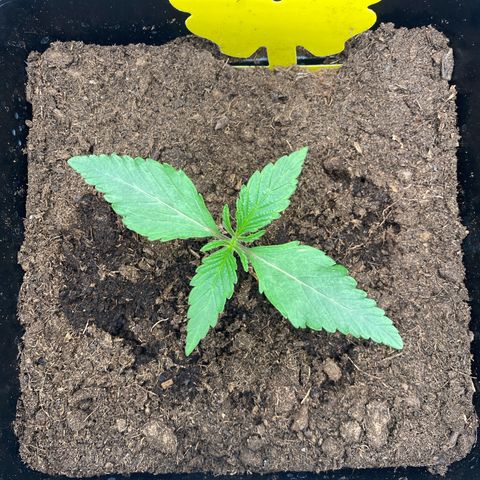 Royal Gorilla Automatic  growlog timeline photo
