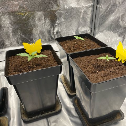 Royal Gorilla Automatic  growlog timeline photo