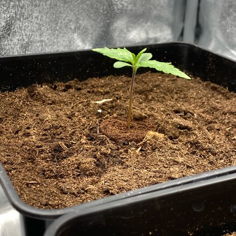 Royal Gorilla Automatic  growlog timeline photo