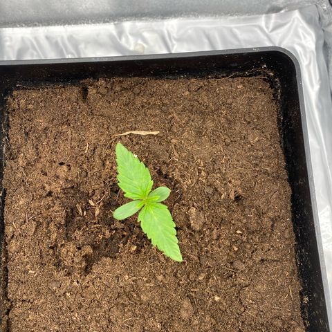 Royal Gorilla Automatic  growlog timeline photo