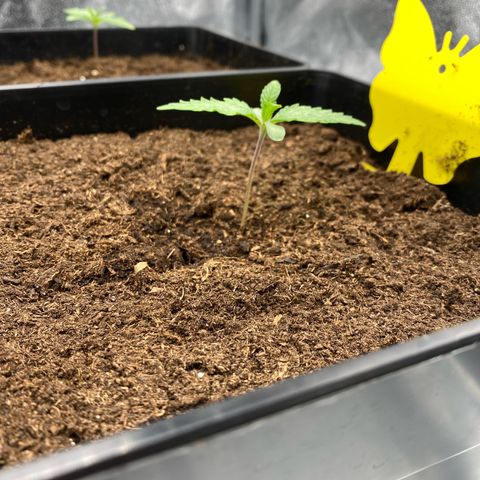 Royal Gorilla Automatic  growlog timeline photo