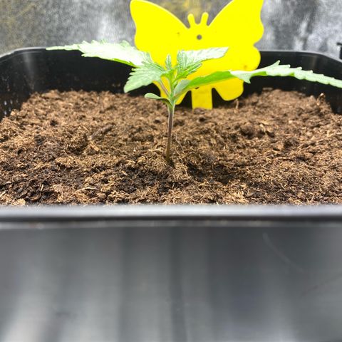 Royal Gorilla Automatic  growlog timeline photo