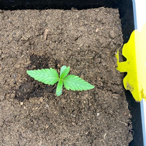 Royal Gorilla Automatic  growlog timeline photo