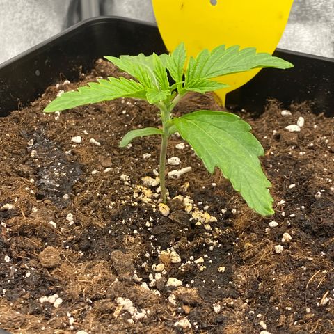 Milky Way growlog timeline photo