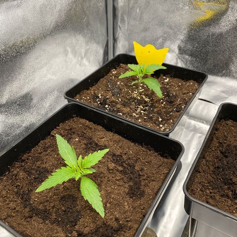Milky Way growlog timeline photo
