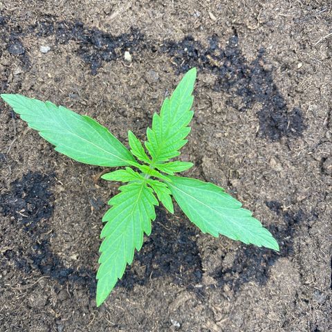 Milky Way growlog timeline photo