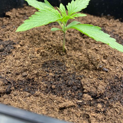 Milky Way growlog timeline photo