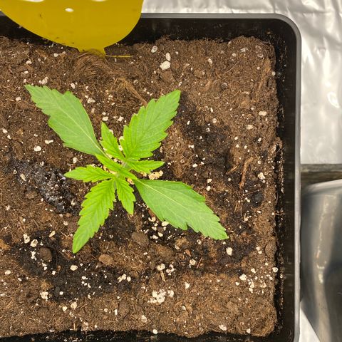 Milky Way growlog timeline photo