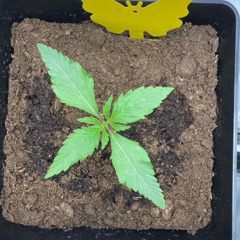 Royal Gorilla Automatic  growlog timeline photo