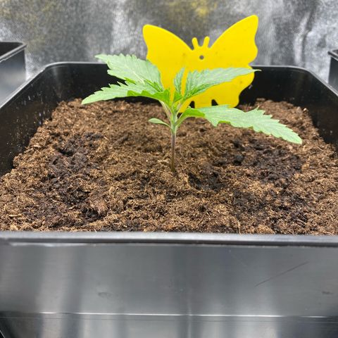 Royal Gorilla Automatic  growlog timeline photo
