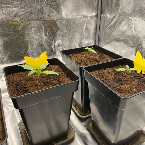 Royal Gorilla Automatic  growlog timeline photo