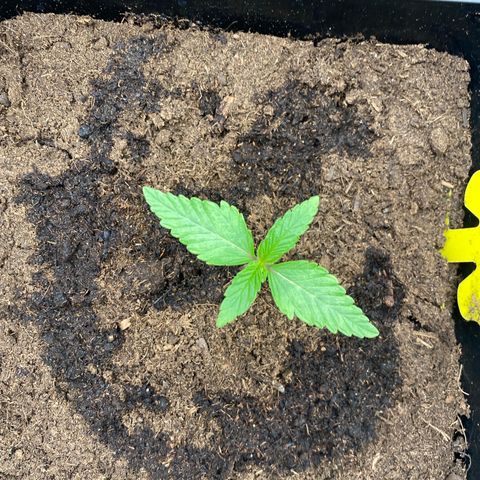 Royal Gorilla Automatic  growlog timeline photo