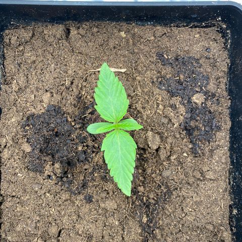 Royal Gorilla Automatic  growlog timeline photo