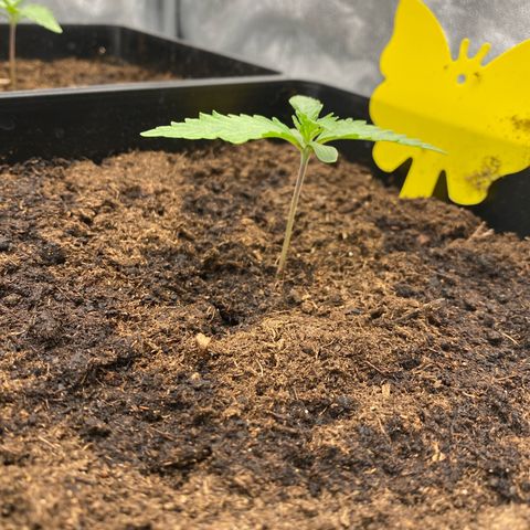 Royal Gorilla Automatic  growlog timeline photo