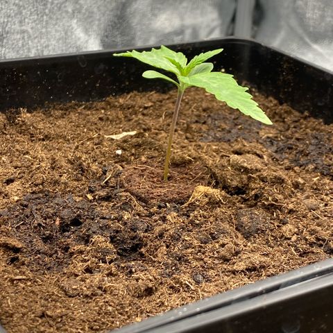 Royal Gorilla Automatic  growlog timeline photo