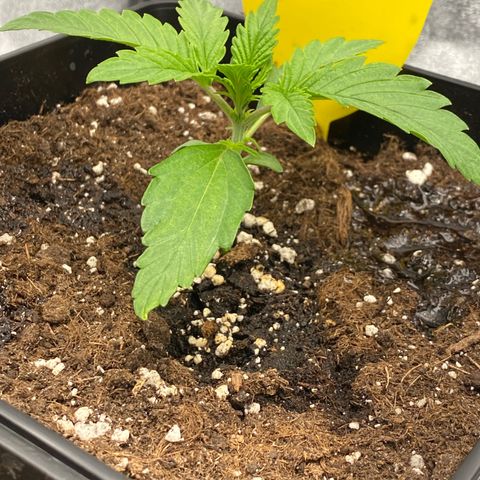 Milky Way growlog timeline photo