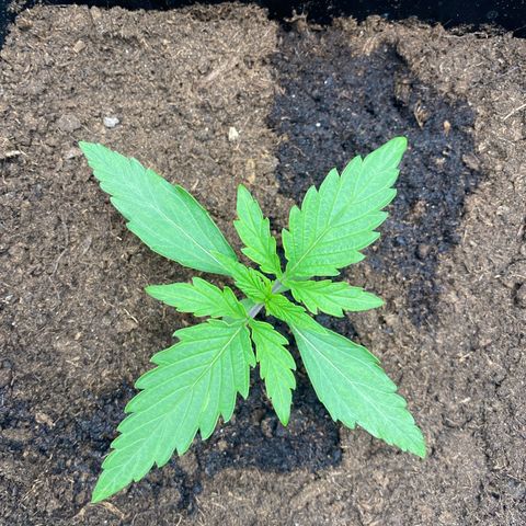 Milky Way growlog timeline photo