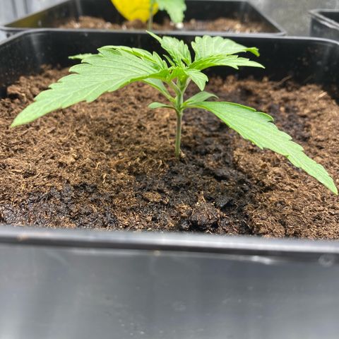 Milky Way growlog timeline photo