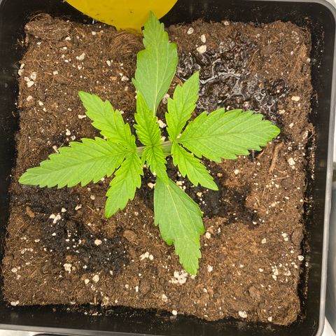 Milky Way growlog timeline photo
