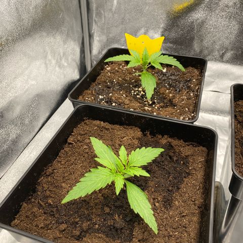 Milky Way growlog timeline photo