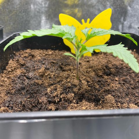 Royal Gorilla Automatic  growlog timeline photo