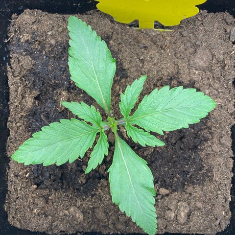 Royal Gorilla Automatic  growlog timeline photo