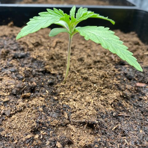 Royal Gorilla Automatic  growlog timeline photo