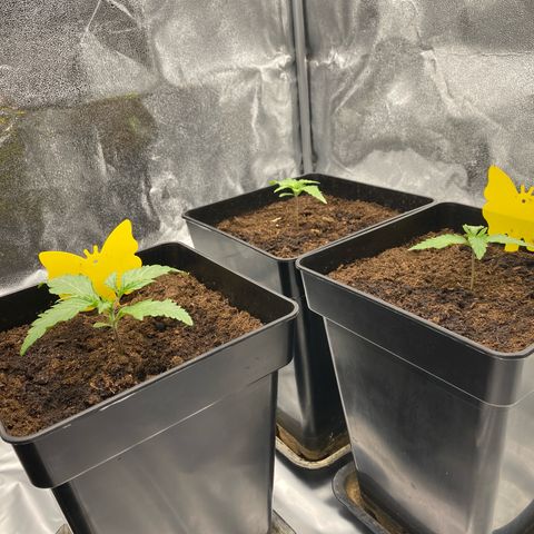 Royal Gorilla Automatic  growlog timeline photo