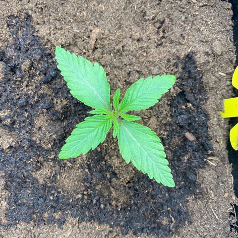Royal Gorilla Automatic  growlog timeline photo