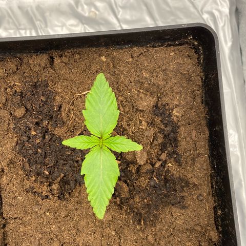 Royal Gorilla Automatic  growlog timeline photo