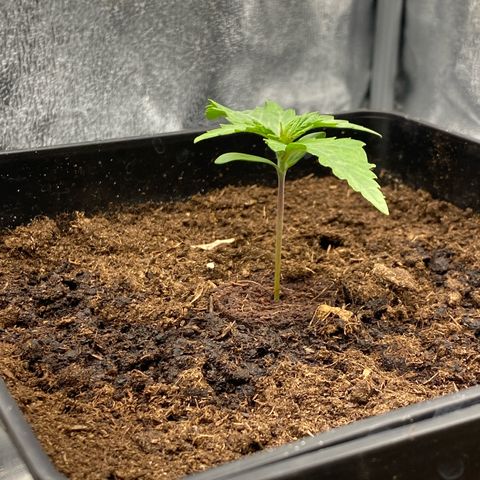 Royal Gorilla Automatic  growlog timeline photo