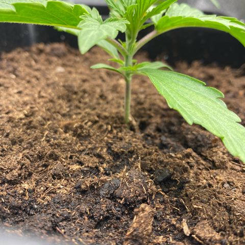 Milky Way growlog timeline photo