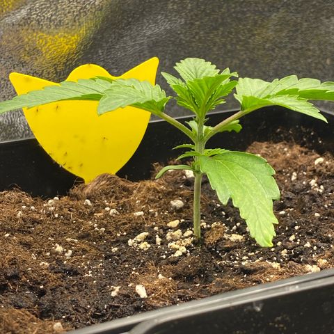 Milky Way growlog timeline photo